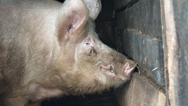 Giá heo hơi hôm nay 03/10 tại miền Nam