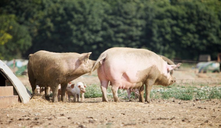Giá heo hơi hôm nay 03/10: Miền Bắc tăng nhẹ
