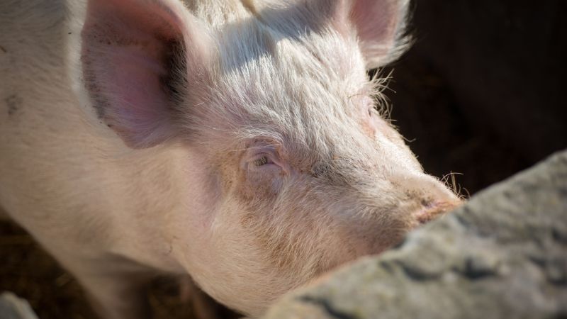 Giá heo hơi hôm nay 04/10 tại miền Bắc