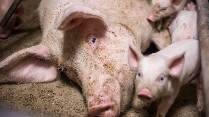 Giá heo hơi hôm nay 04/10 tại miền Trung, Tây Nguyên