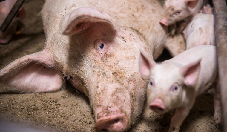 Giá heo hơi hôm nay 04/10: Miền Nam biến động trái chiều