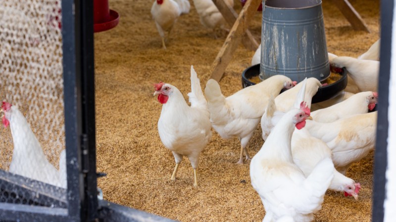 Giá gà hôm nay ngày 04/10