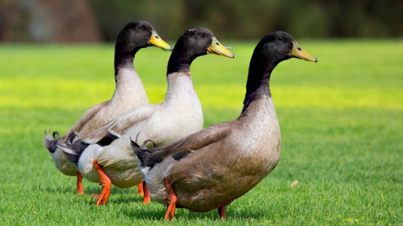 Giá vịt hôm nay ngày 04/10