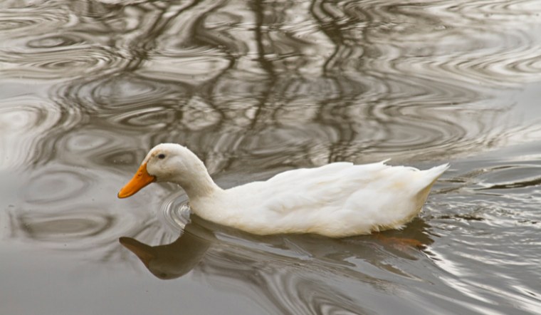 Giá gia cầm hôm nay 04/10/2024: Tương tự hôm qua