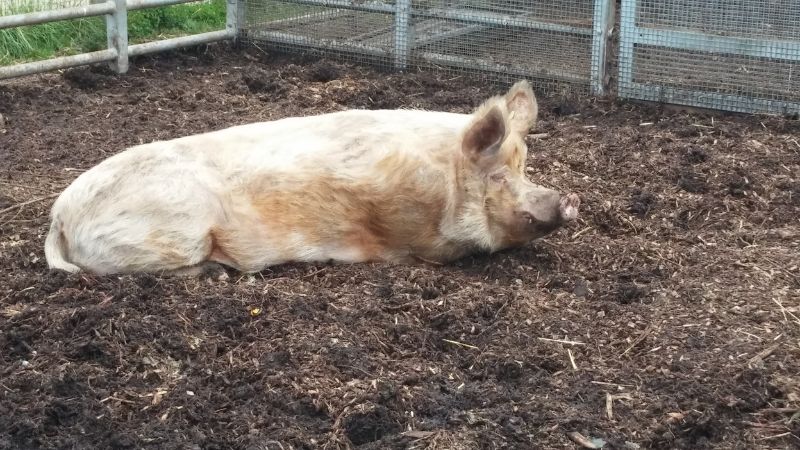 Giá heo hơi hôm nay 05/10 tại miền Bắc