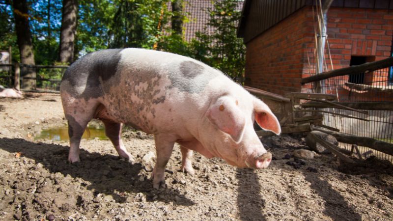 Giá heo hơi hôm nay 05/10 tại miền Trung, Tây Nguyên