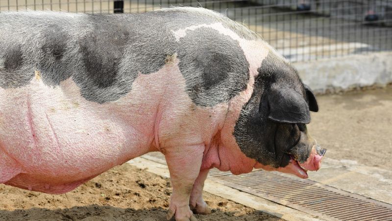 Giá heo hơi hôm nay 05/10 tại miền Nam