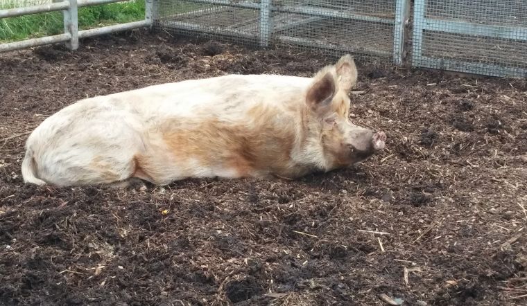 Giá heo hơi hôm nay 05/10: Cuối tuần đi ngang