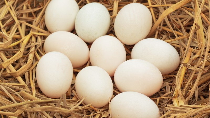 Giá trứng gà hôm nay ngày 05/10