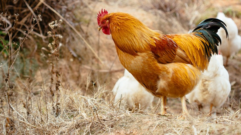 Giá gà hôm nay ngày 05/10