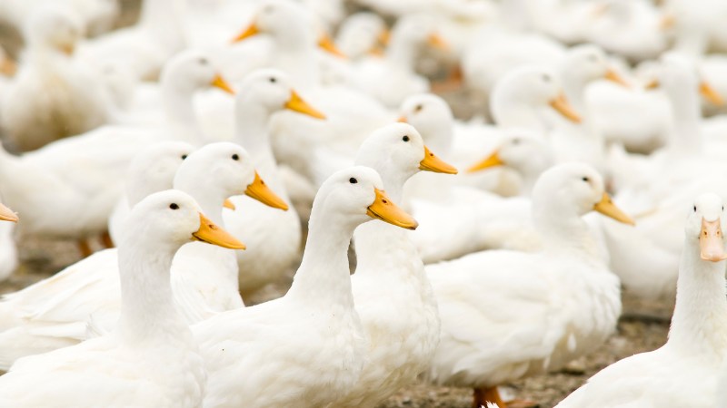 Giá vịt hôm nay ngày 05/10