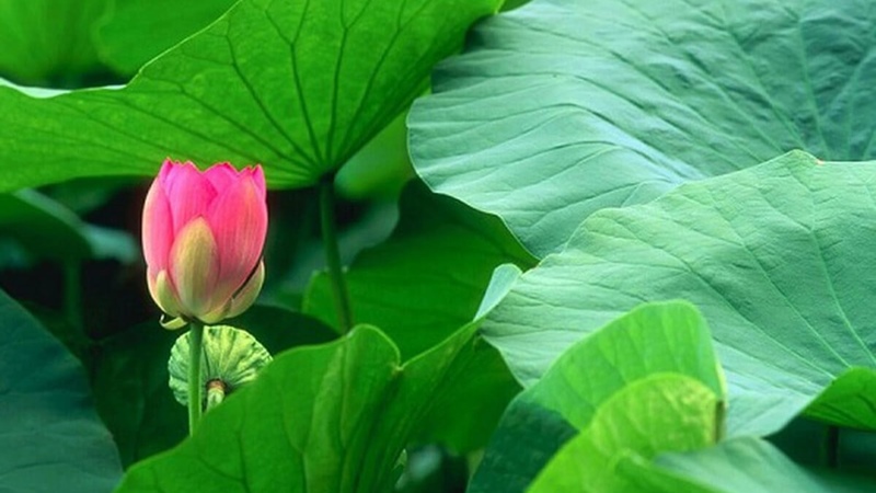 Những lưu ý khi uống lá sen khô giảm mỡ máu