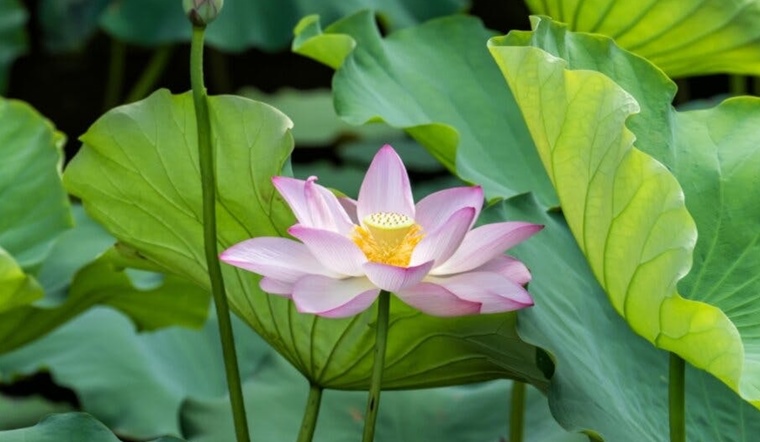 Uống lá sen có giảm mỡ máu không? Cách uống lá sen khô