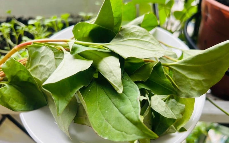 Cách dùng rau diếp cá trị mỡ máu