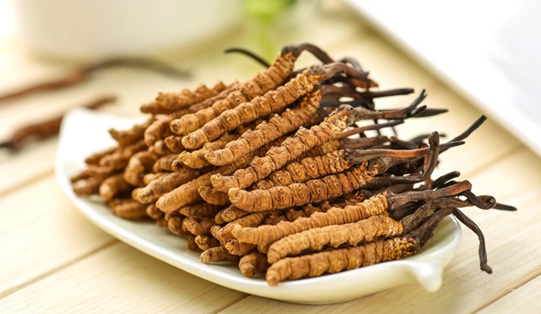 Người bị huyết áp thấp dùng đông trùng hạ thảo có tốt không?