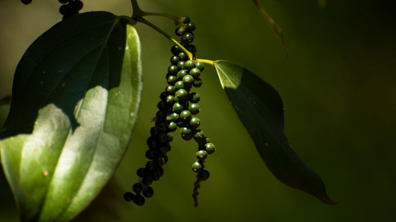 Giá tiêu thế giới