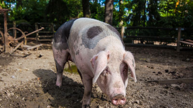 Giá heo hơi hôm nay 07/10 tại miền Bắc