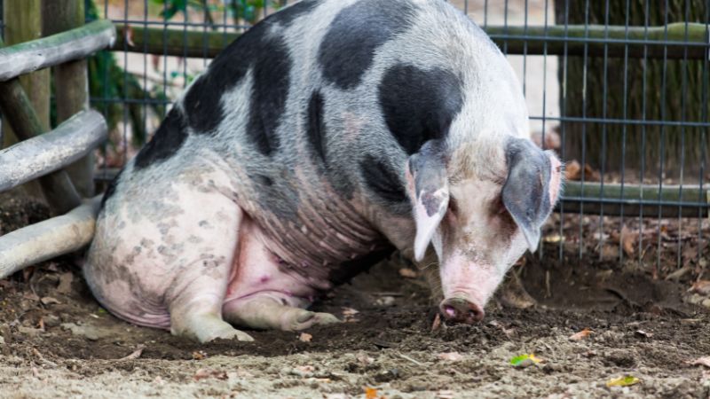 Giá heo hơi hôm nay 07/10 tại miền Trung, Tây Nguyên