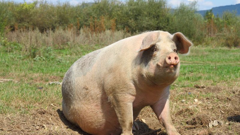 Giá heo hơi hôm nay 07/10 tại miền Nam