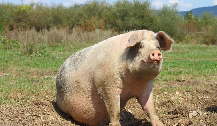 Giá heo hơi hôm nay 07/10: Ổn định giá đầu tuần