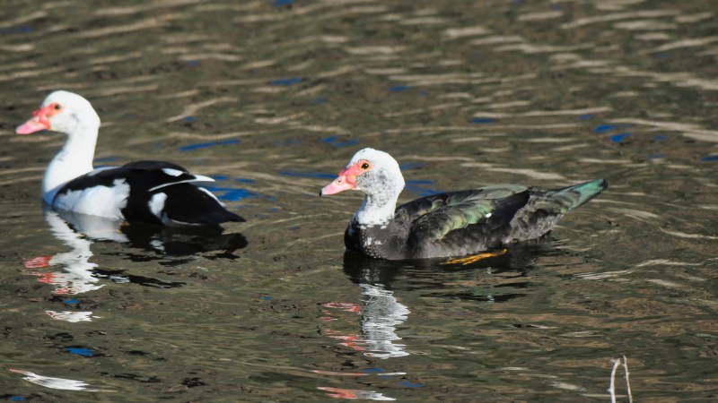 Giá vịt hôm nay ngày 07/10