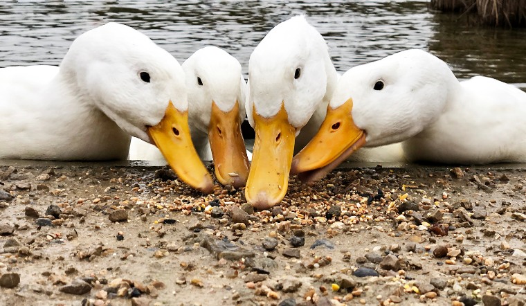 Giá gia cầm hôm nay 07/10/2024: Yên ắng đầu tuần