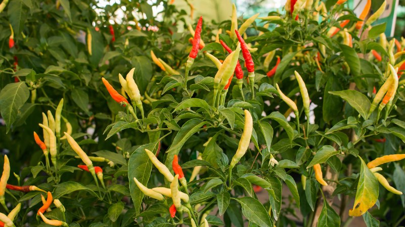 Giá ớt hôm nay 07/10/2024