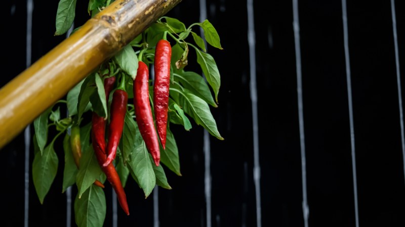 Giá ớt hôm nay 07/10/2024 cập nhật mới nhất