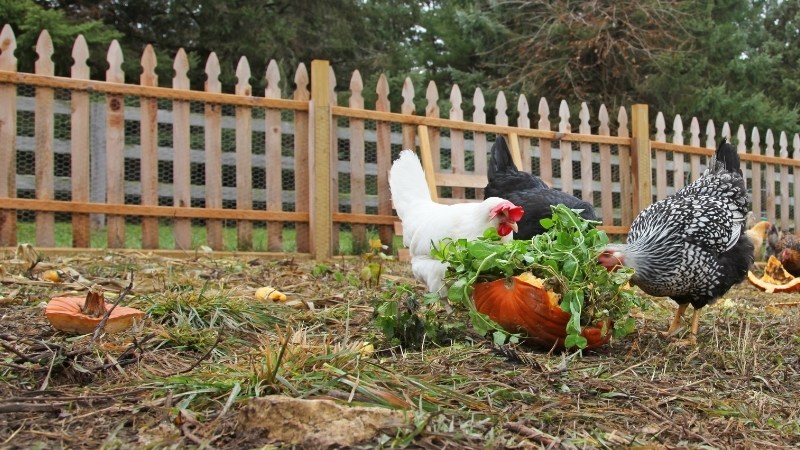 Giá gà hôm nay ngày 08/10