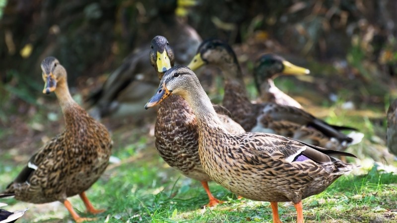 Giá vịt hôm nay ngày 08/10