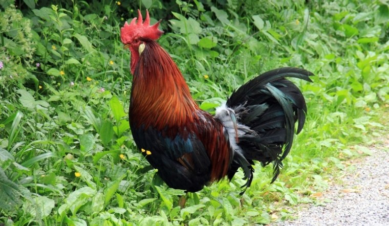 Giá gia cầm hôm nay 08/10/2024: Vẫn ổn định trên cả nước