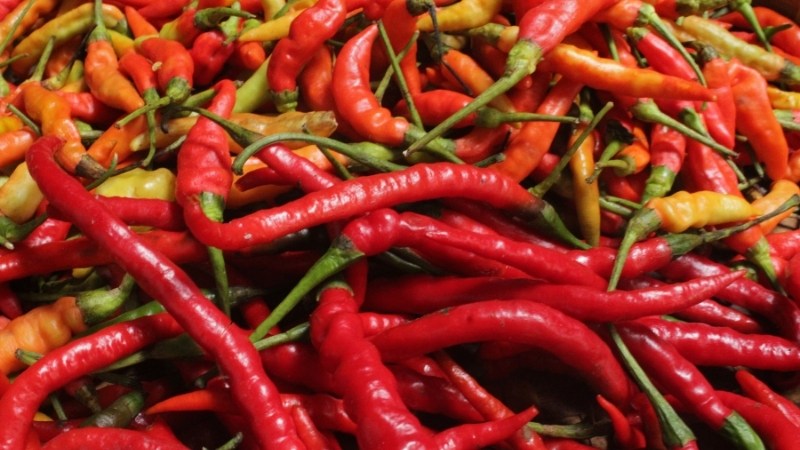 Giá ớt hôm nay 08/10/2024 mới nhất Giá ớt hôm nay 08/10/2024 mới nhất