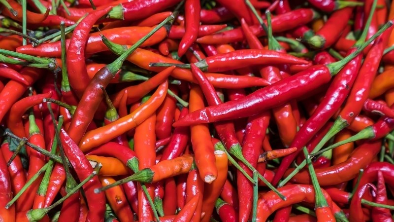 Giá ớt hôm nay 08/10/2024 Giá ớt hôm nay 08/10/2024