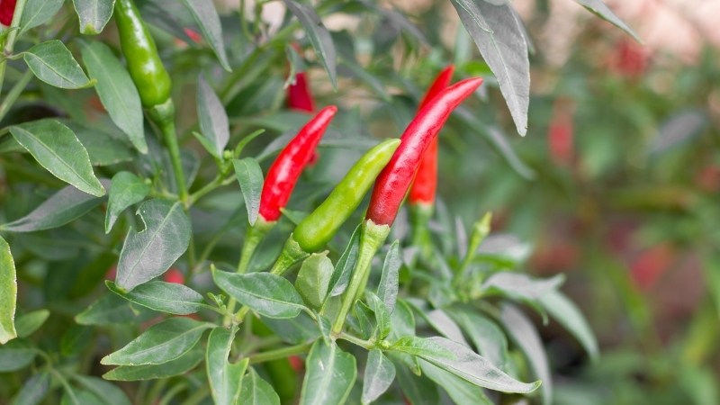 Giá ớt hôm nay 08/10/2024 cập nhật mới nhất Giá ớt hôm nay 08/10/2024 cập nhật mới nhất