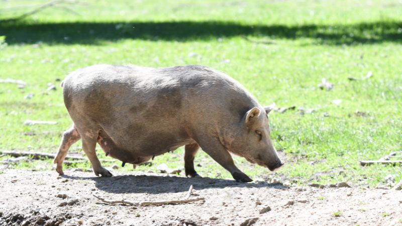 Giá heo hơi hôm nay 08/10 tại miền Bắc