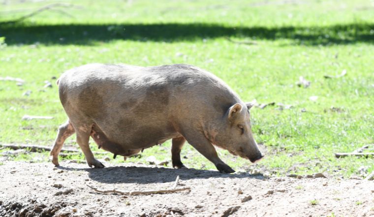 Giá heo hơi hôm nay 08/10: Giảm rải rác tại một số nơi