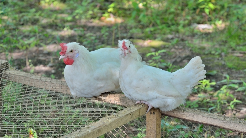 Giá gà hôm nay ngày 09/10