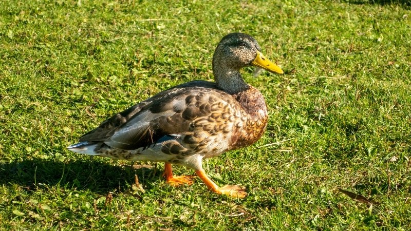 Giá vịt hôm nay ngày 09/10