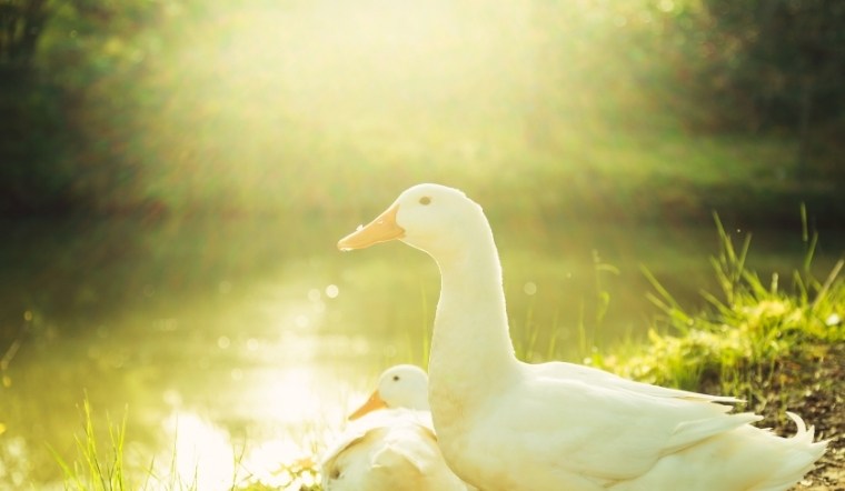 Giá gia cầm hôm nay 09/10/2024: Tiếp tục giữ nguyên