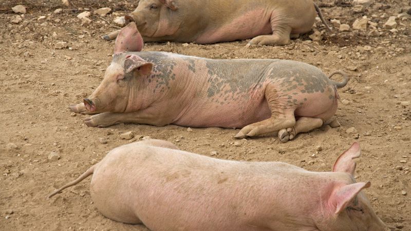 Giá heo hơi hôm nay 09/10 tại miền Trung, Tây Nguyên