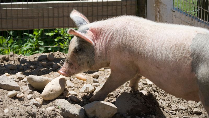 Giá heo hơi hôm nay 09/10 tại miền Nam