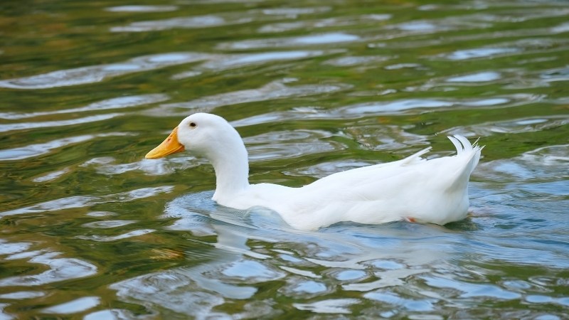 Giá vịt hôm nay ngày 10/10