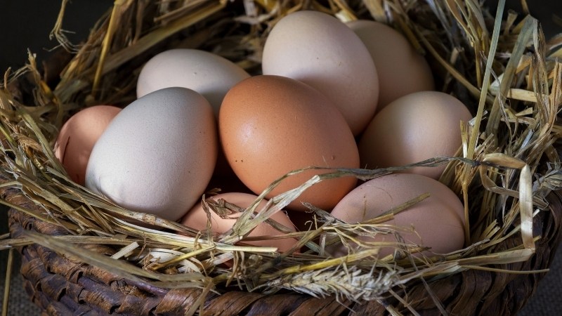 Giá trứng gà hôm nay ngày 10/10