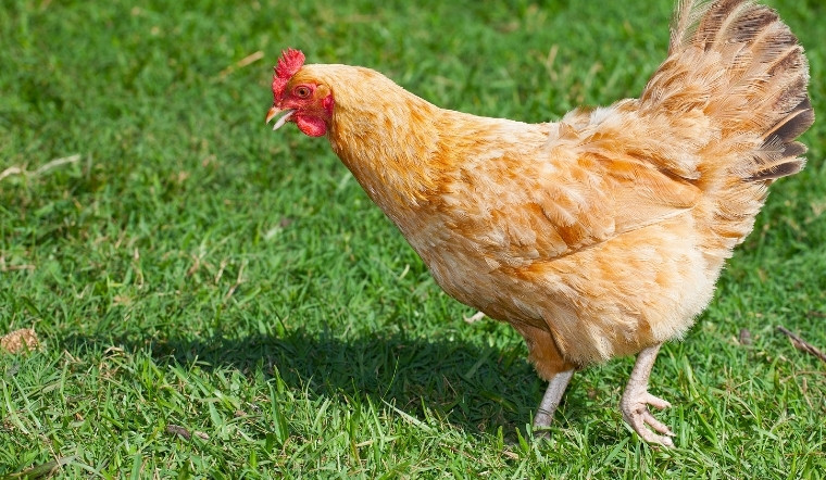 Giá gia cầm hôm nay 10/10/2024: Bình ổn tại các nơi