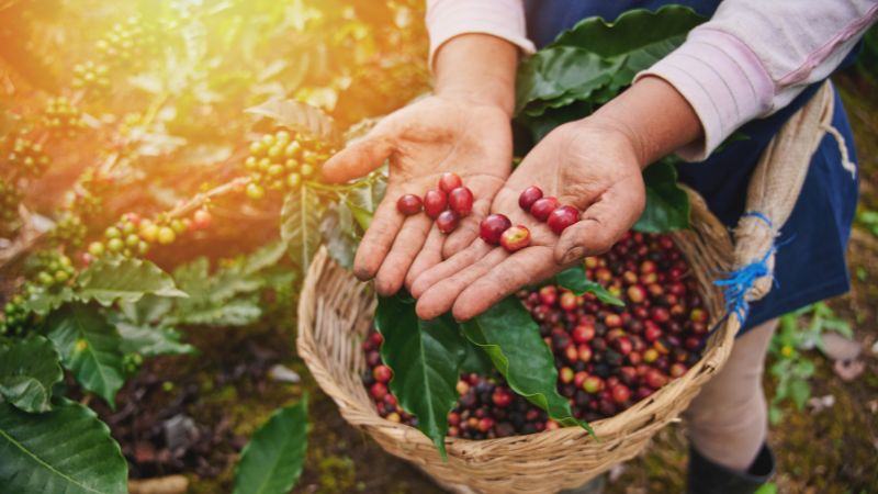 Giá cà phê Arabica giao dịch tại New York