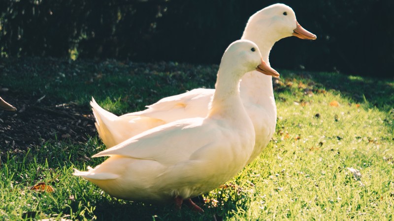 Giá vịt hôm nay ngày 12/10 Giá vịt hôm nay ngày 12/10