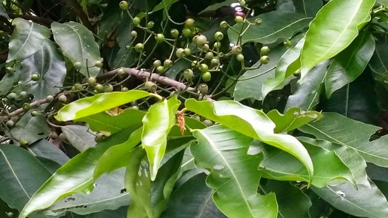 Lợi ích khi người bệnh huyết áp cao uống lá vối