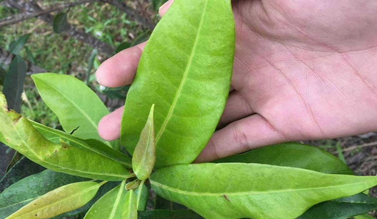 Người bệnh huyết áp cao có uống được lá vối không?