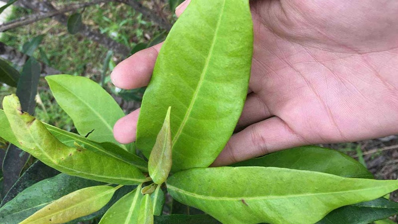 Những lưu ý cho người cao huyết áp khi uống lá vối