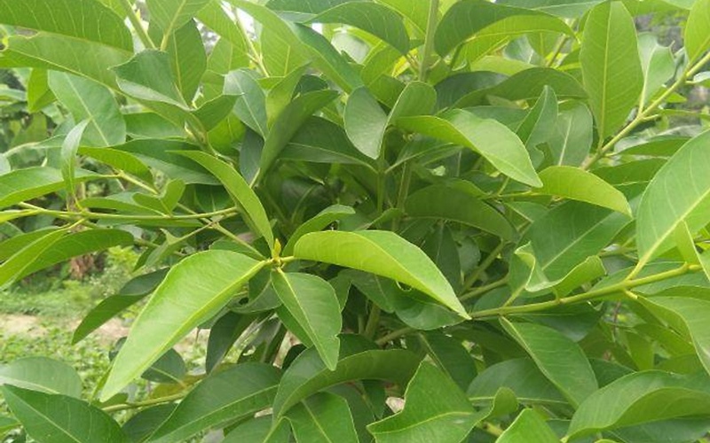 Hướng dẫn cách nấu nước lá vối